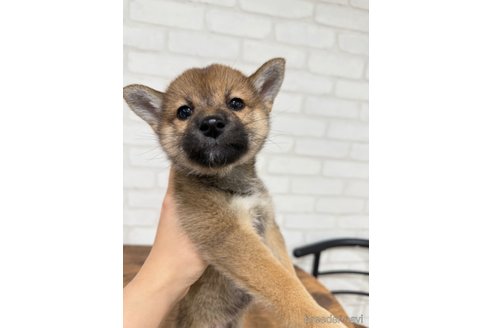 成約済の大阪府の柴犬-357114の2枚目