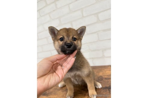 成約済の大阪府の柴犬-357114の4枚目