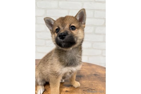 成約済の大阪府の柴犬-357114の5枚目