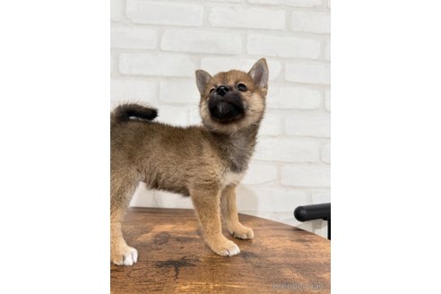 成約済の大阪府の柴犬-357114の6枚目