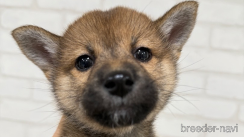 成約済の大阪府の柴犬-357114の1枚目