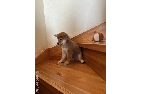 成約済の北海道の柴犬-350854の3枚目