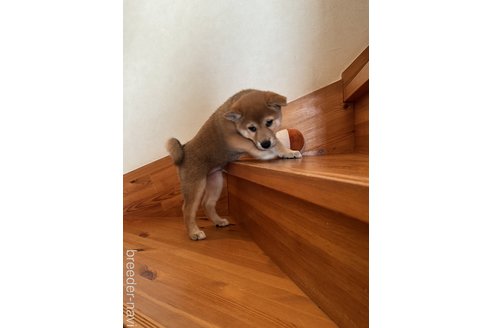 成約済の北海道の柴犬-350854の2枚目