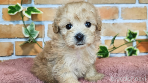成約済の愛知県のミックス犬-349830の28枚目