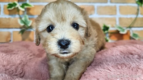 成約済の愛知県のミックス犬-349811の12枚目
