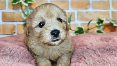 成約済の愛知県のミックス犬-349811の11枚目