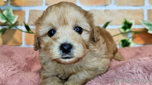 成約済の愛知県のミックス犬-349811の10枚目