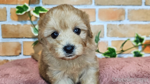 成約済の愛知県のミックス犬-349811の9枚目