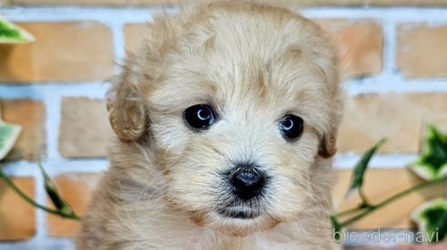 成約済の愛知県のミックス犬-349830の26枚目