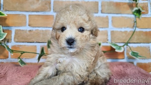 成約済の愛知県のミックス犬-349831の29枚目
