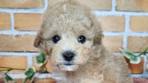 成約済の愛知県のミックス犬-349831の28枚目