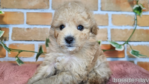成約済の愛知県のミックス犬-349831の27枚目