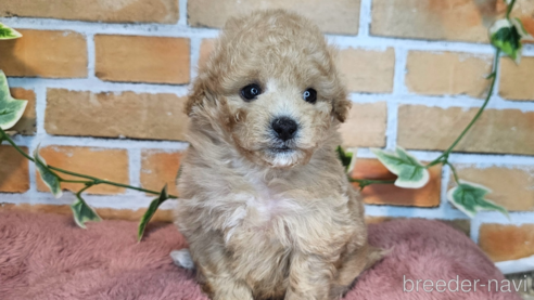 成約済の愛知県のミックス犬-349831の26枚目