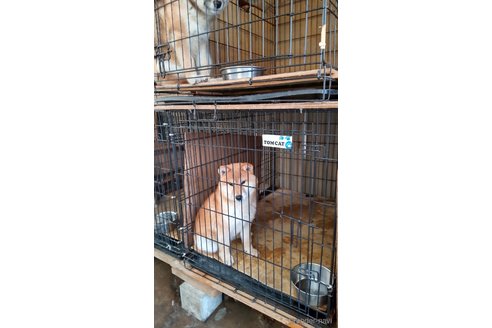 成約済の埼玉県の柴犬-357155の2枚目