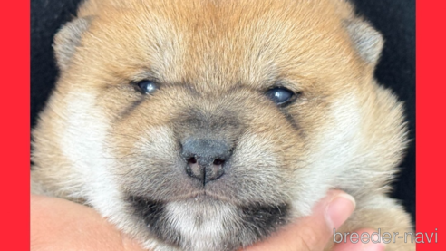 成約済の愛知県の柴犬-357158