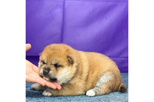 成約済の愛知県の柴犬-357158の4枚目