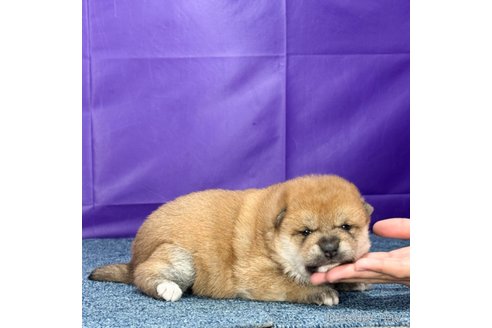 成約済の愛知県の柴犬-357158の2枚目