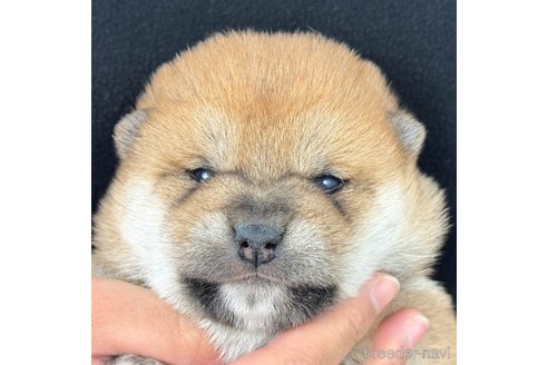成約済の愛知県の柴犬-357158の3枚目