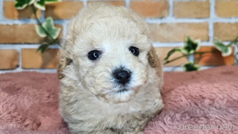 成約済の愛知県のミックス犬-349817の11枚目
