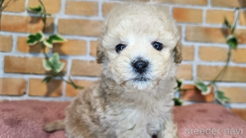 成約済の愛知県のミックス犬-349817の10枚目