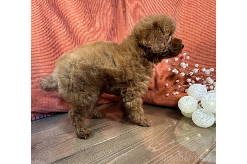 成約済の茨城県のトイプードル-357194の3枚目