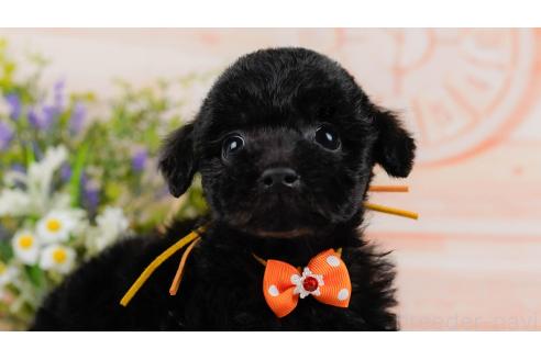 成約済の神奈川県のトイプードル-357206