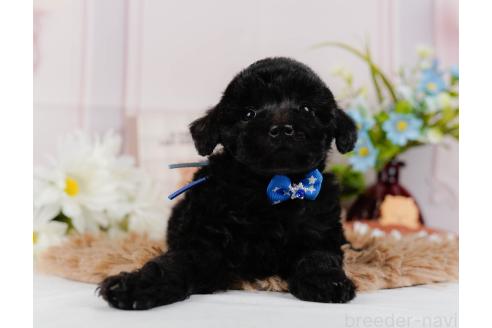 成約済の神奈川県のトイプードル-357209の14枚目