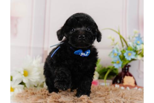 成約済の神奈川県のトイプードル-357209の13枚目