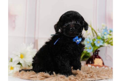 成約済の神奈川県のトイプードル-357209の12枚目