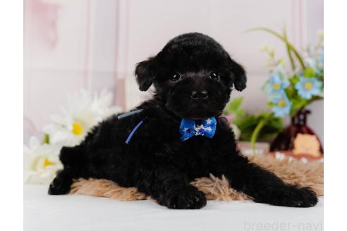 成約済の神奈川県のトイプードル-357209の11枚目