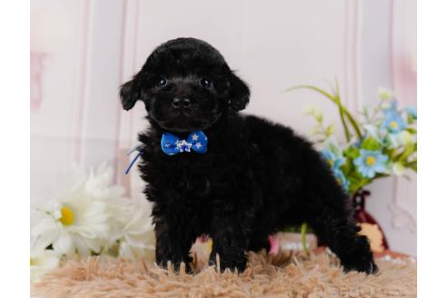 成約済の神奈川県のトイプードル-357209の10枚目