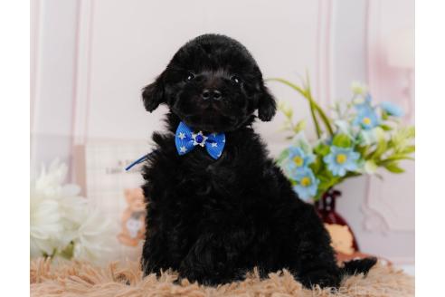 成約済の神奈川県のトイプードル-357209の9枚目