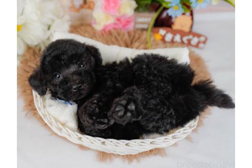 成約済の神奈川県のトイプードル-357209の8枚目