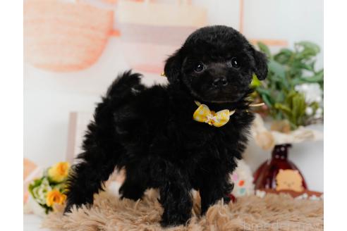 成約済の神奈川県のトイプードル-357212の10枚目