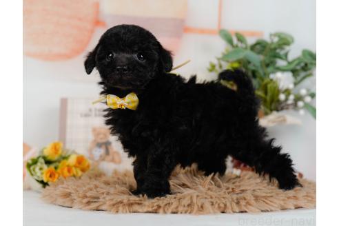 成約済の神奈川県のトイプードル-357212の9枚目