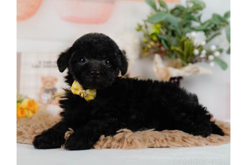 成約済の神奈川県のトイプードル-357212の8枚目