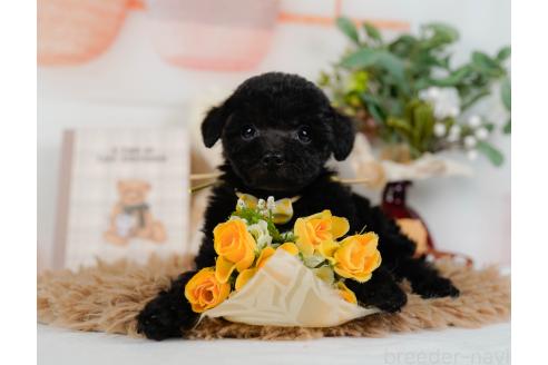 成約済の神奈川県のトイプードル-357212の7枚目