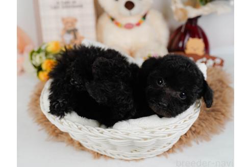 成約済の神奈川県のトイプードル-357212の6枚目