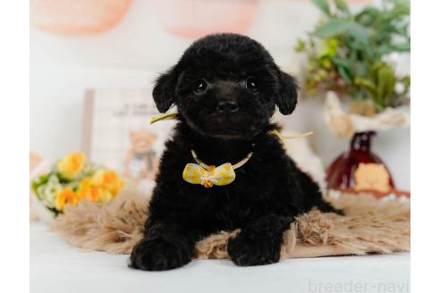 成約済の神奈川県のトイプードル-357212の5枚目