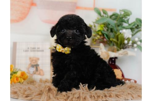 成約済の神奈川県のトイプードル-357212の4枚目