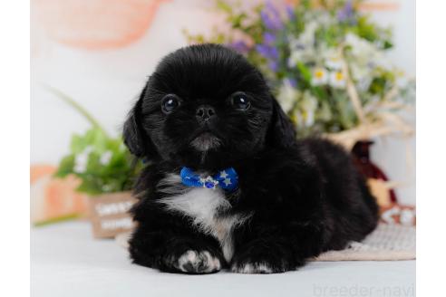 成約済の神奈川県のペキニーズ-357217の9枚目