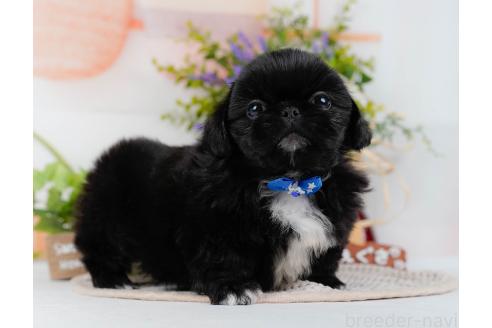 成約済の神奈川県のペキニーズ-357217の8枚目