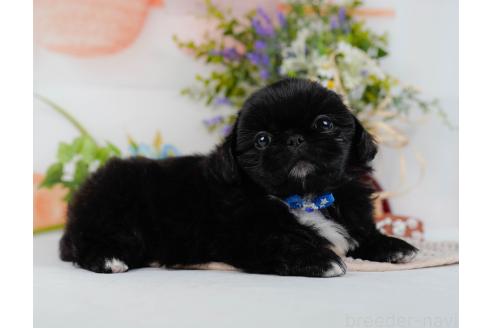 成約済の神奈川県のペキニーズ-357217の7枚目