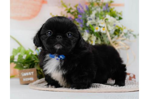 成約済の神奈川県のペキニーズ-357217の6枚目