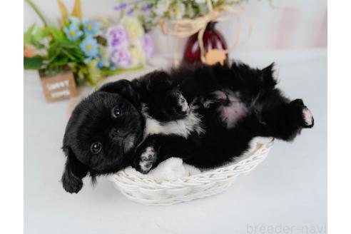 成約済の神奈川県のペキニーズ-357217の5枚目