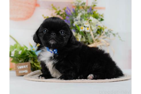 成約済の神奈川県のペキニーズ-357217の4枚目