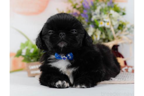 成約済の神奈川県のペキニーズ-357217の3枚目