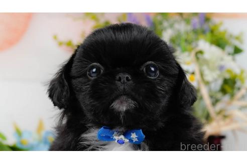 成約済の神奈川県のペキニーズ-357217の1枚目