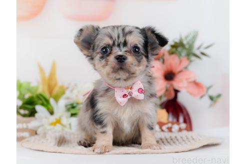 成約済の神奈川県のチワワ(ロングコート)-357222の1枚目