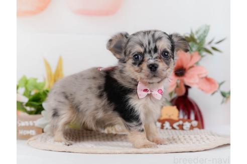 成約済の神奈川県のチワワ(ロングコート)-357222の8枚目